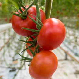 round-tomato