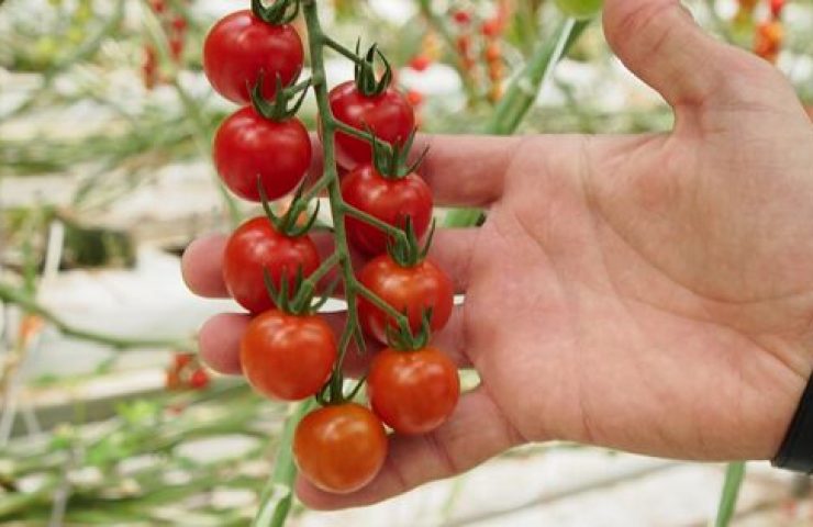 È facile conservare il sapore dei pomodori se sai come farlo!
