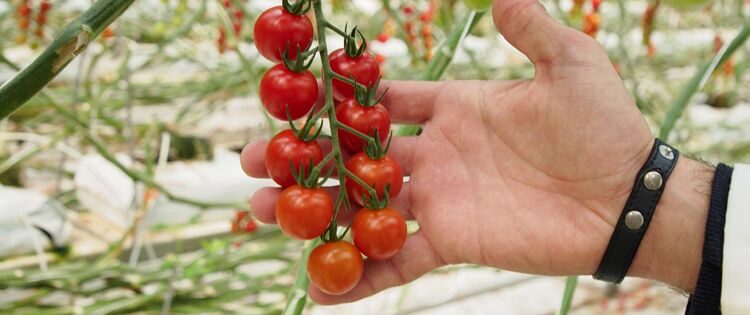 È facile conservare il sapore dei pomodori se sai come farlo!