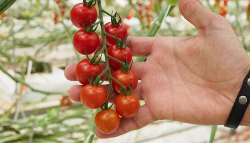 È facile conservare il sapore dei pomodori se sai come farlo!